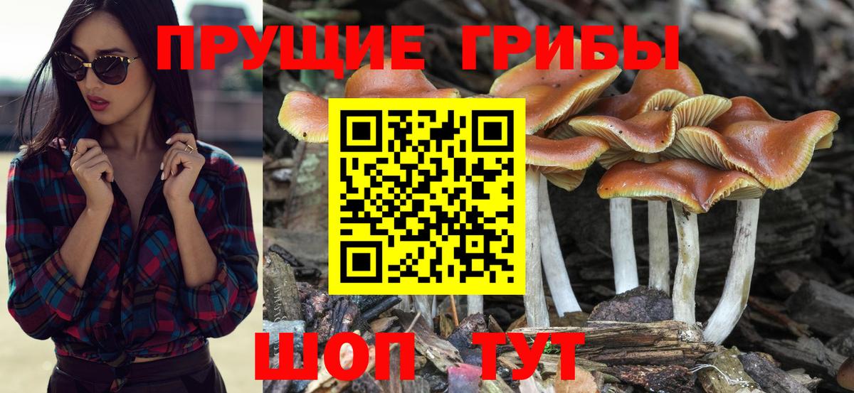 Галлюциногенные грибы прущие грибы Фролово
